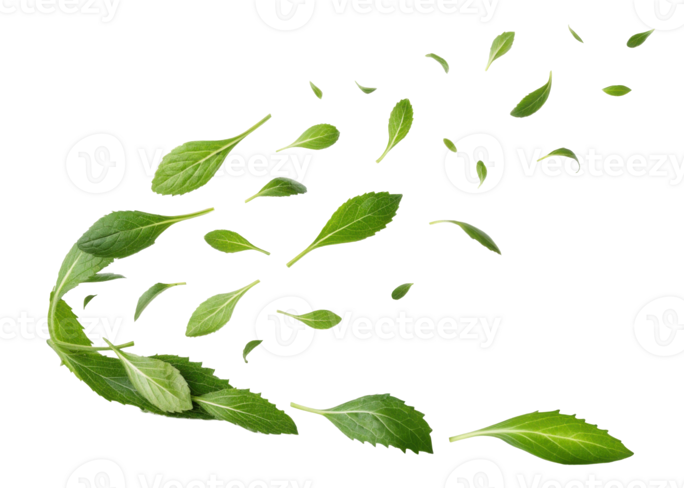 Fresh culantro leaf flying in air with vibrant green color and natural texture creating lively and refreshing visual effect png