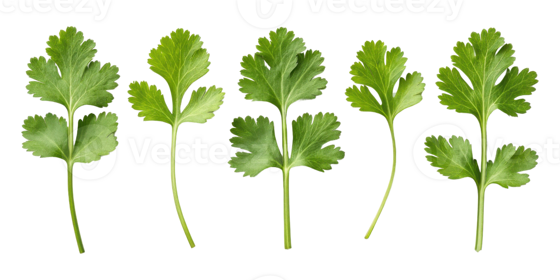 Fresh cilantro leaf collection isolated on transparency background with vibrant green color and natural texture for cooking and garnish png