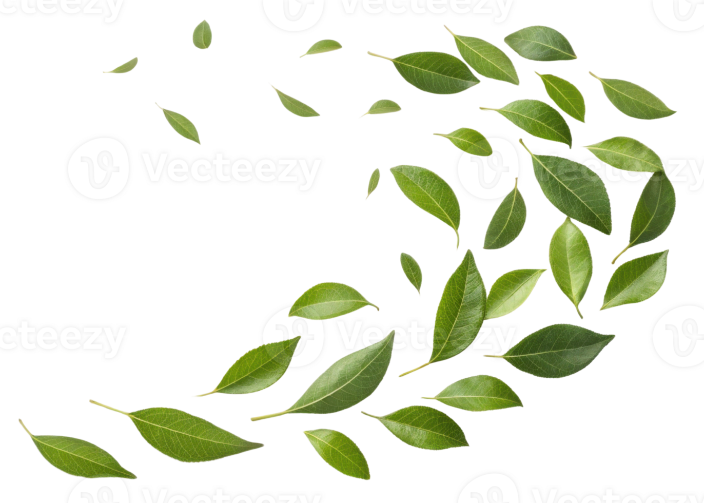 Fresh green curry leaf arranged in swirling pattern creating natural and vibrant design with fresh and lively feeling png