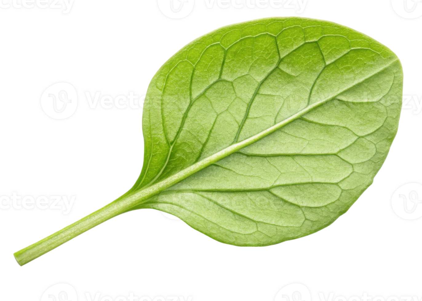 Fresh green chickweed leaf with visible veins and smooth texture isolated on transparency background showing natural detail and vibrant color png