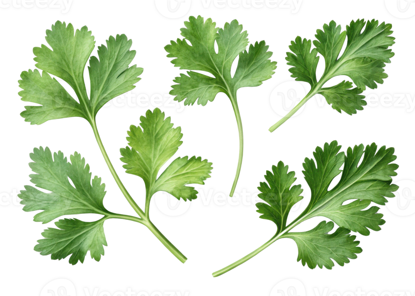 Fresh cilantro leaf isolated on transparency background with natural green color and detailed texture for cooking and decoration png
