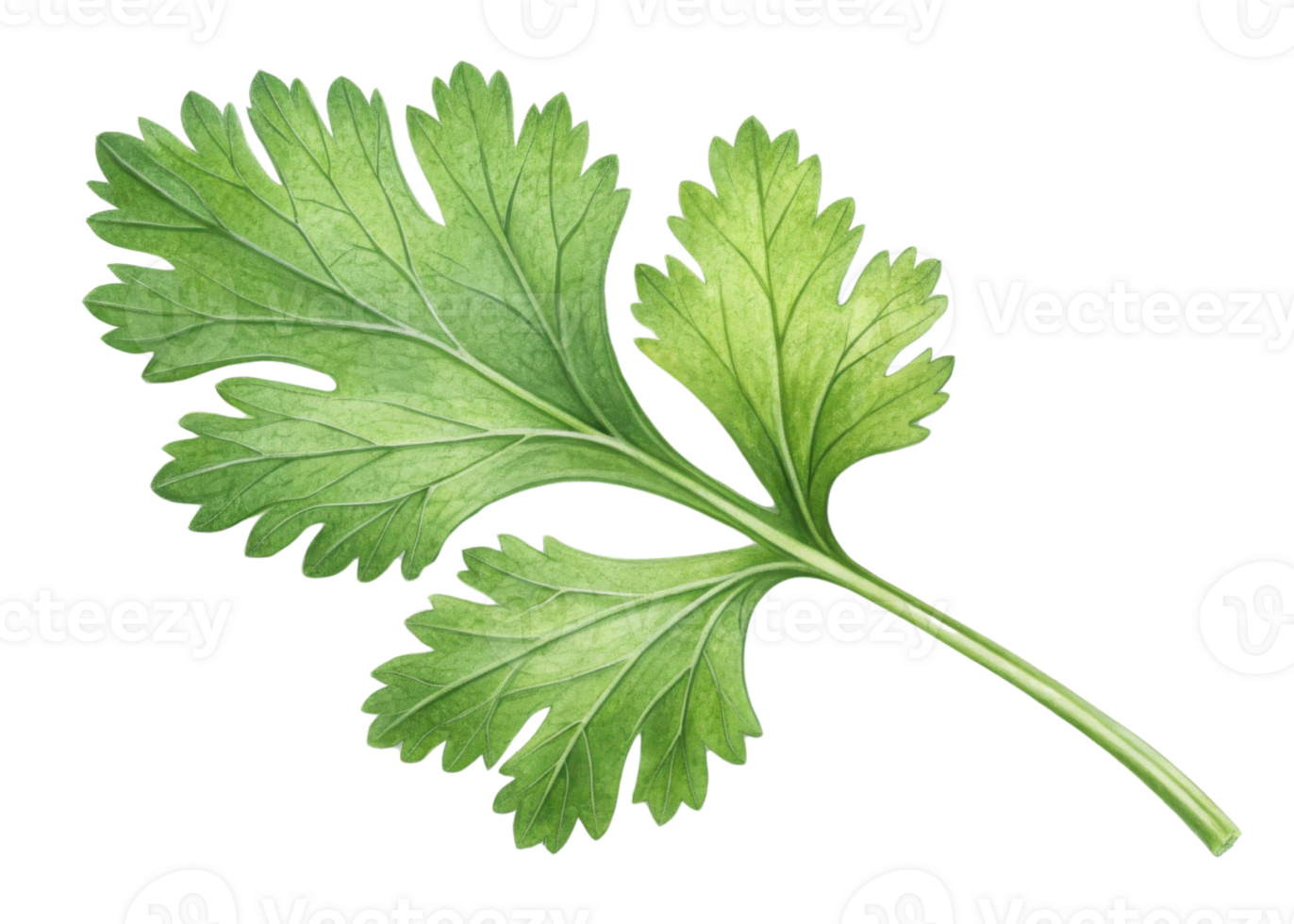 Fresh cilantro leaf with vibrant green color and detailed veins isolated on transparency background for culinary use png