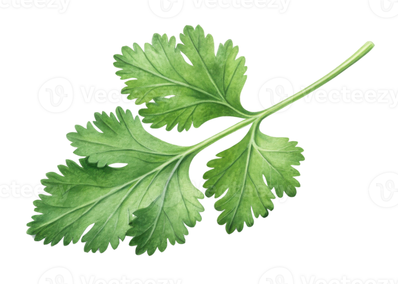 Fresh cilantro leaf with vibrant green color and detailed texture showing natural veins and serrated edges on transparent background png