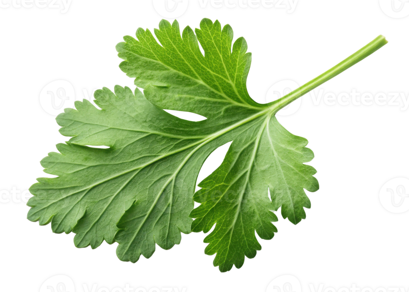Fresh green cilantro leaf with detailed texture and veins isolated on transparency background for culinary use png