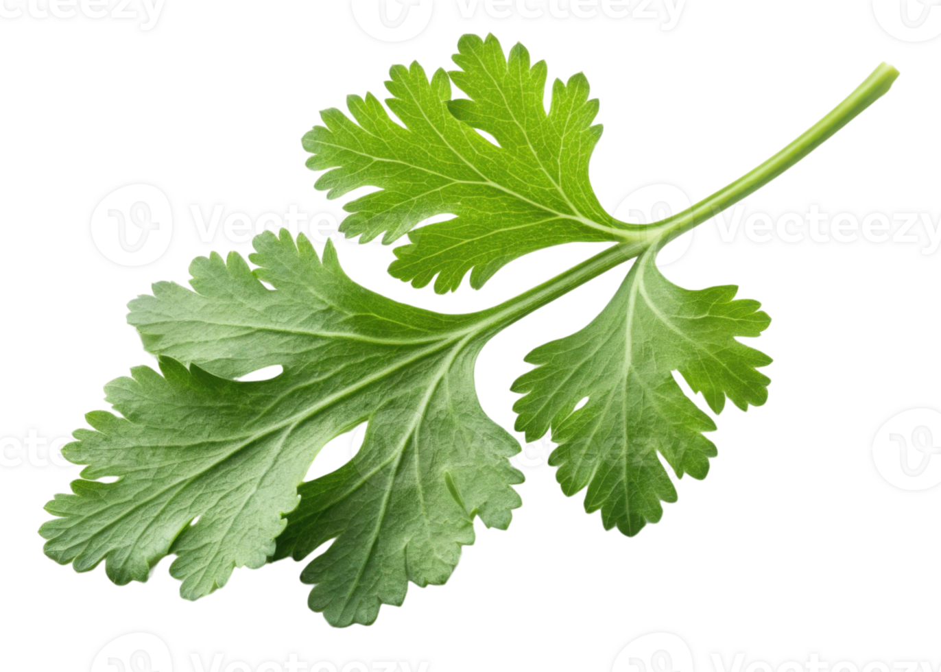 Fresh cilantro leaf with vibrant green color and detailed texture showing natural veins and edges perfect for culinary use png