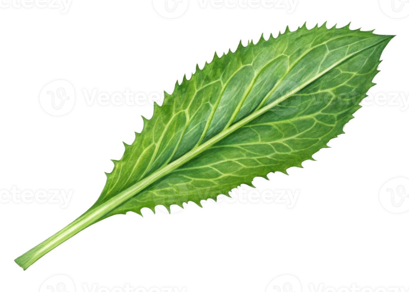 Fresh culantro leaf with serrated edges and visible veins isolated on transparency background showing natural texture and vibrant green color png