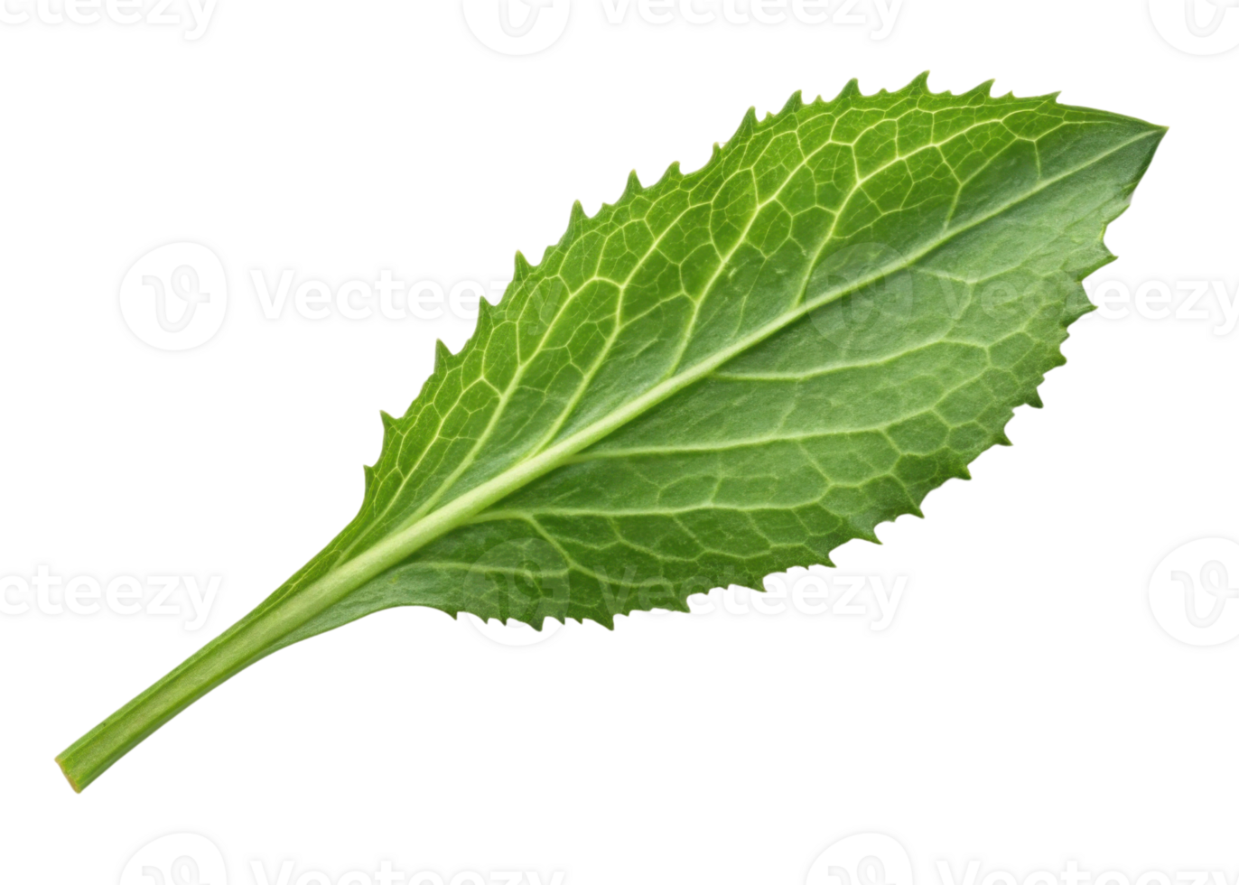 Culantro leaf with vibrant green color and detailed veins isolated on transparency background showing fresh natural texture and serrated edges png