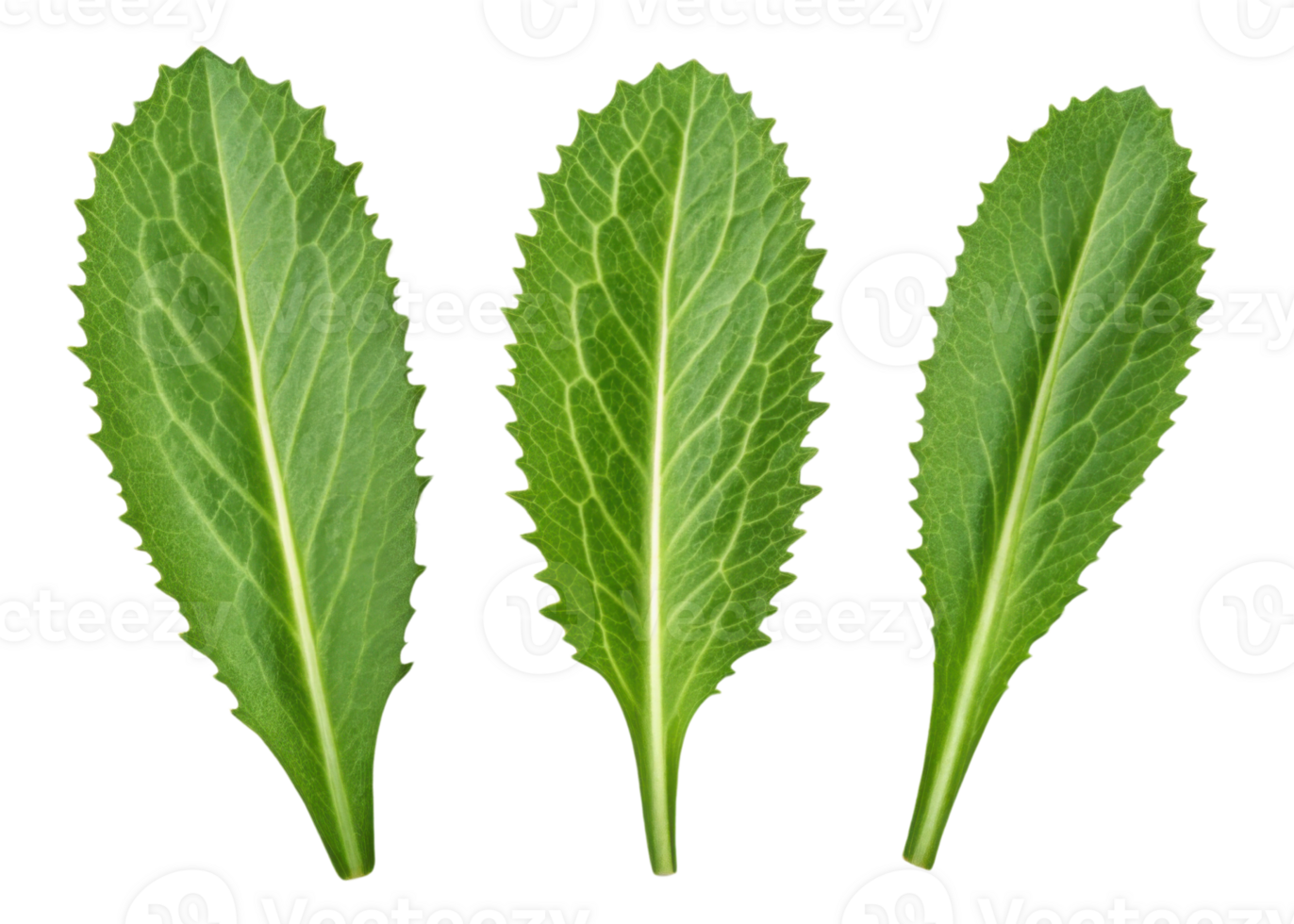 Fresh culantro leaf isolated on transparency background with vibrant green color and detailed texture showing natural veins and serrated edges png