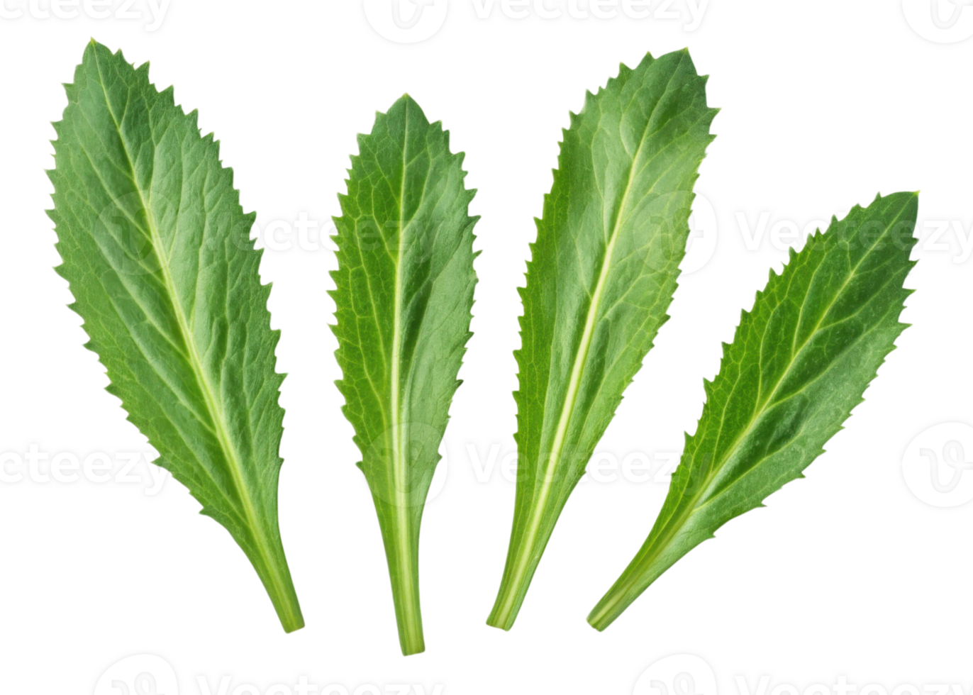 Fresh culantro leaf with vibrant green color and textured surface perfect for cooking and garnishing dishes with natural flavor png