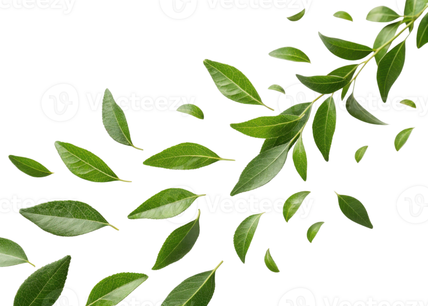 Fresh green curry leaf branch with scattered leaves isolated on transparency background creating natural and vibrant atmosphere png