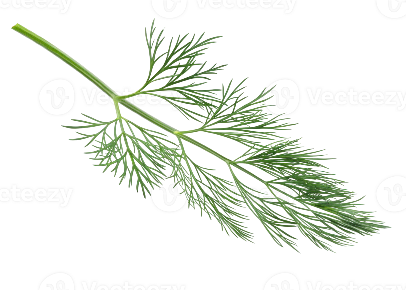 Fresh dill leaf with delicate green leaf structure isolated on transparency background perfect for culinary use and natural decoration png