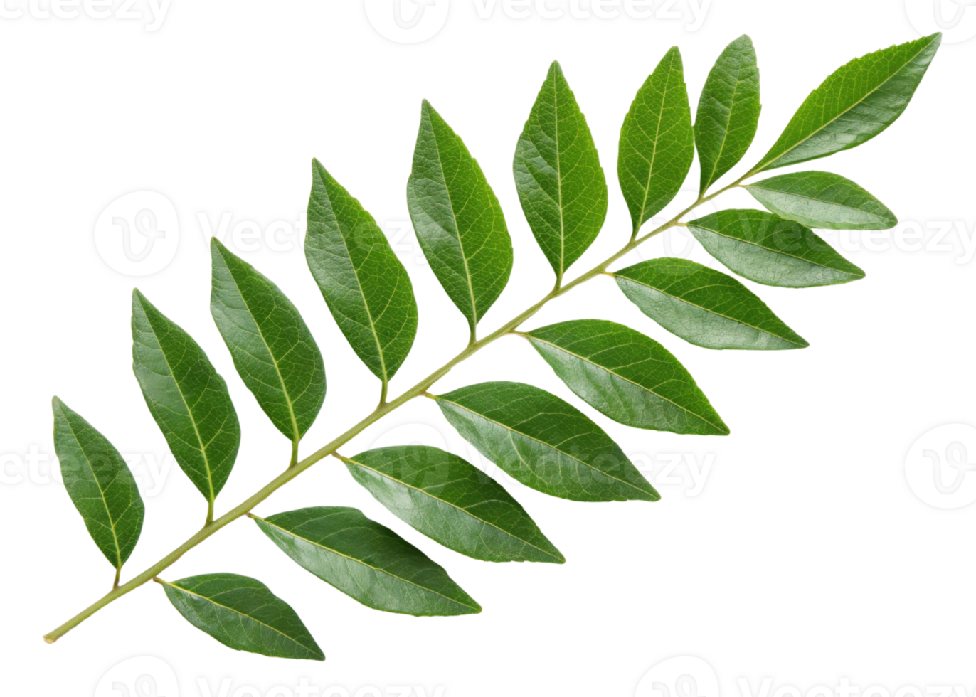 Curry leaf branch with fresh green leaves arranged in natural pattern perfect for cooking and adding flavor to dishes png