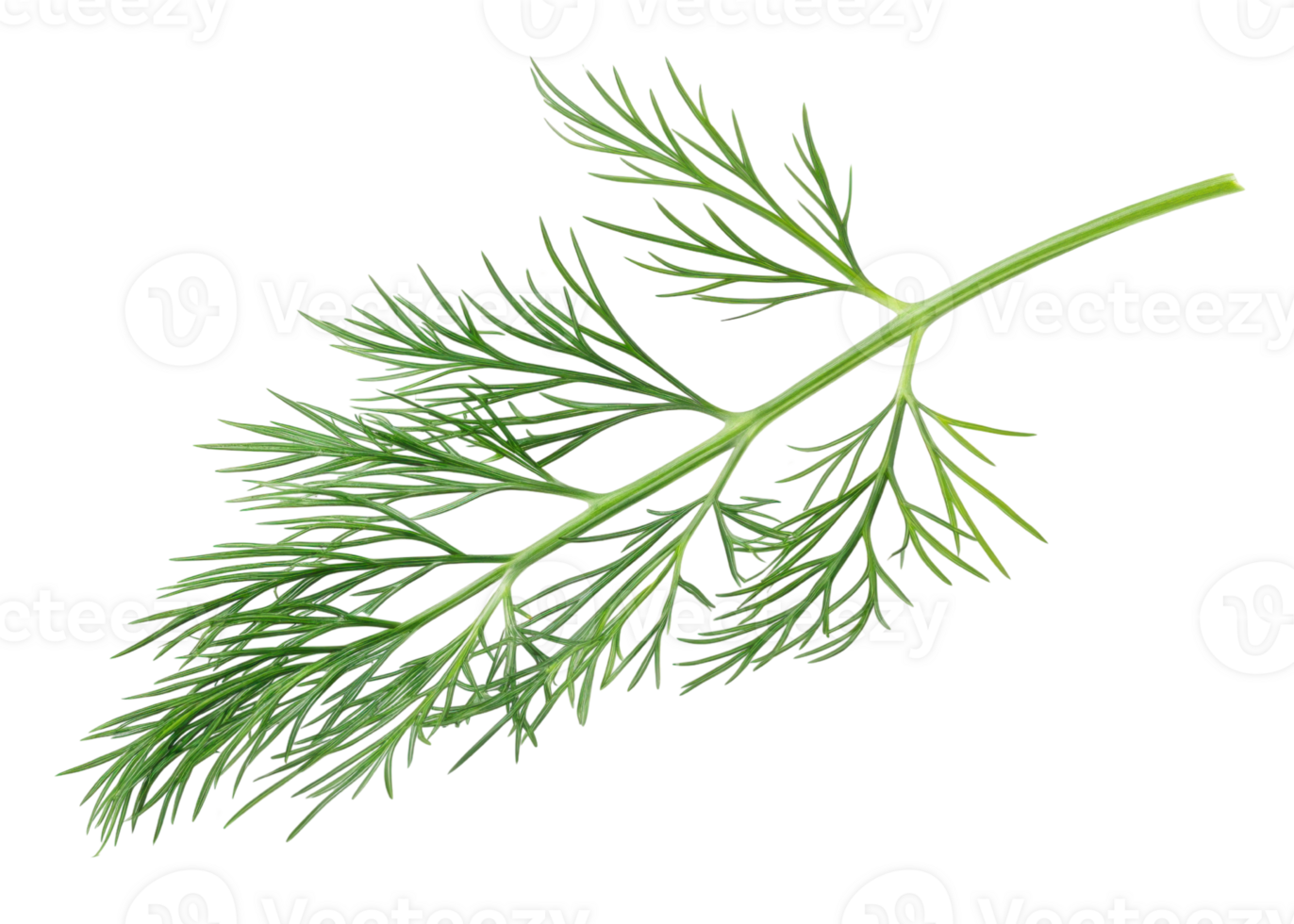 Fresh green dill leaf with delicate feathery texture perfect for cooking and garnishing dishes with natural herb flavor png