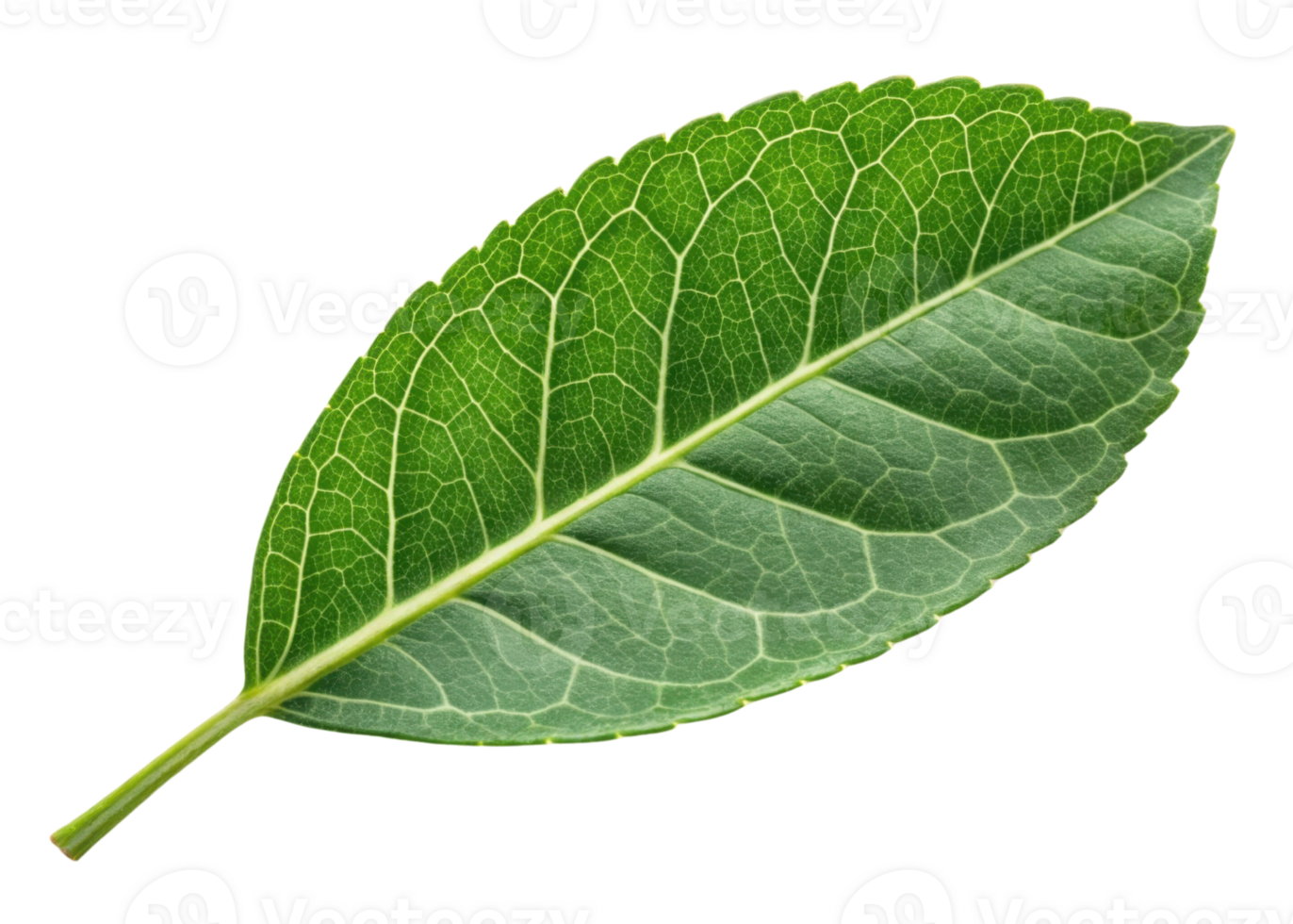 Green leaf with detailed veins and fresh texture isolated on transparency background showing natural beauty and vibrant color like curry leaf png