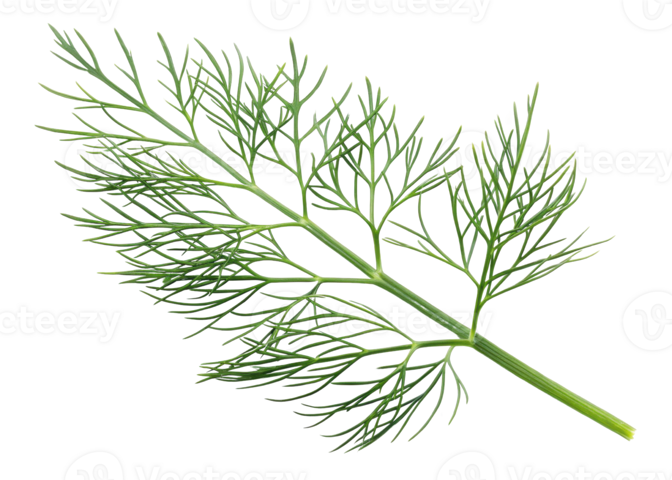 Fresh dill leaf with delicate green thin branches and feathery texture isolated on transparency background for cooking and decoration png