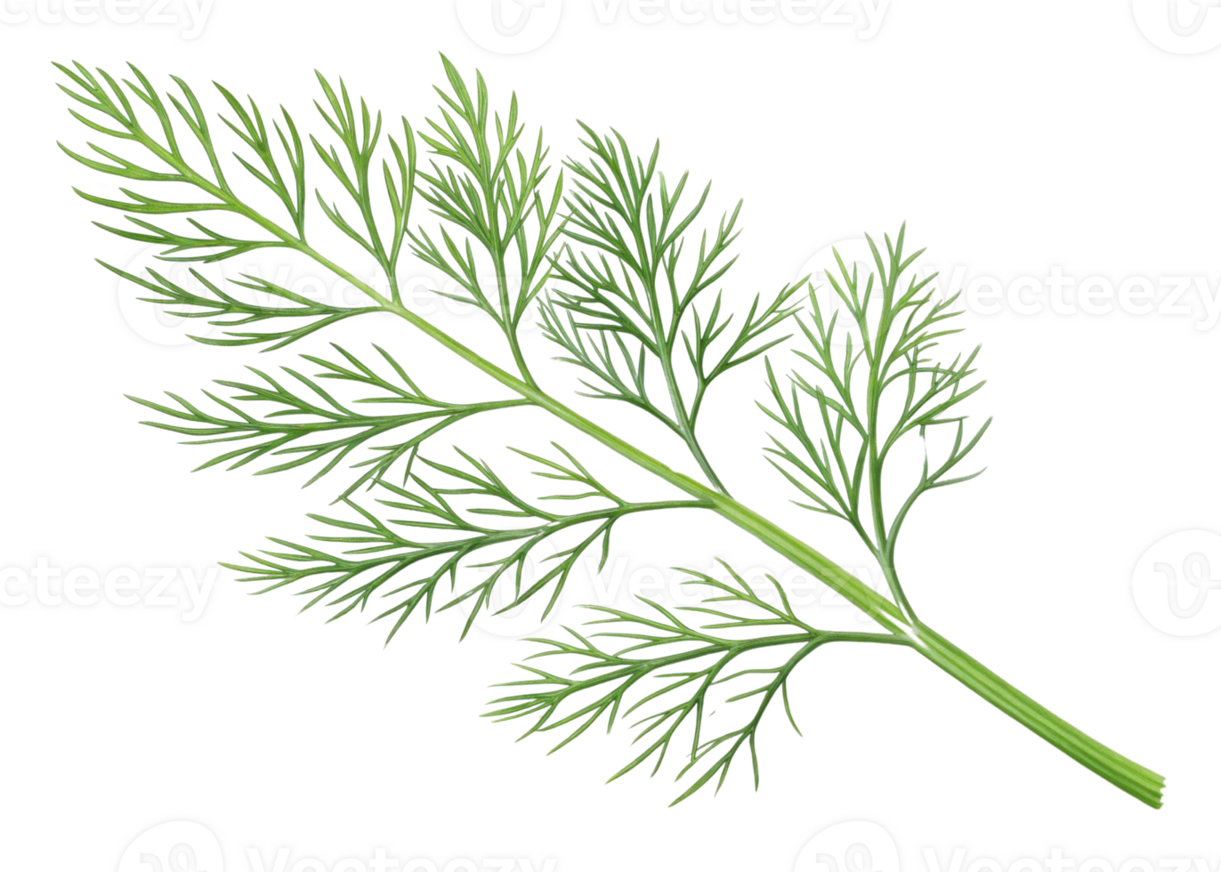 Fresh dill leaf with delicate green foliage and thin stems perfect for culinary use and natural decoration png