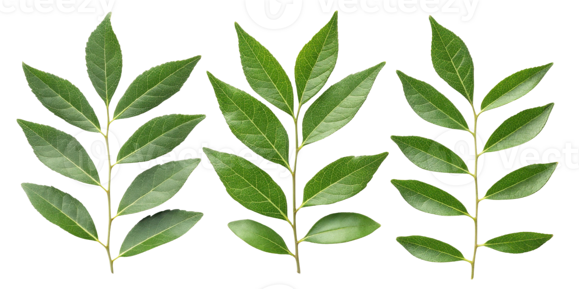 Fresh green curry leaf branches with vibrant leaves arranged in row showing natural texture and healthy growth in bright light png