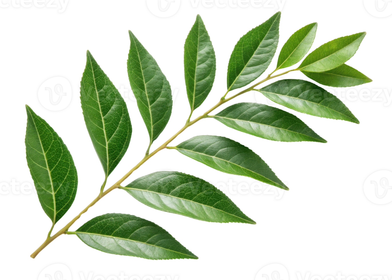 Fresh green curry leaf branch with vibrant leaves perfect for cooking and adding flavor to dishes in natural healthy cuisine png