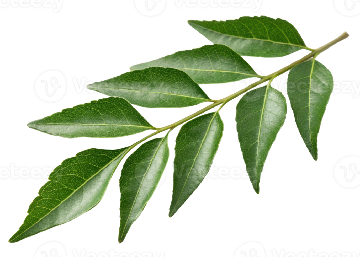 Curry leaf branch with fresh green leaves showing natural texture and veins perfect for culinary and herbal uses in cooking and medicine png