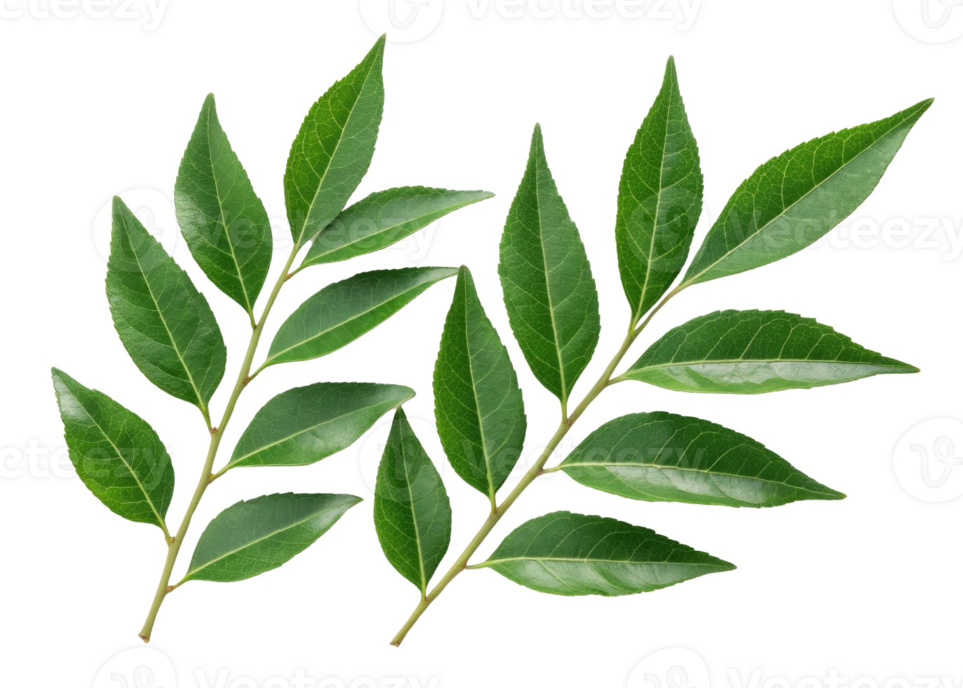 Fresh green curry leaf branches with vibrant leaves perfect for cooking and adding flavor to dishes in natural and healthy way png