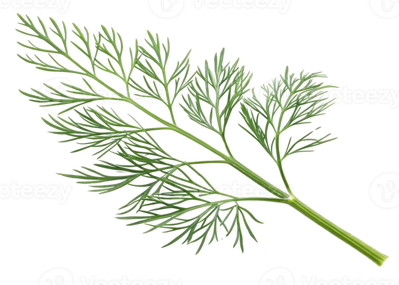 Fresh dill leaf with delicate green foliage perfect for cooking and garnishing dishes with natural flavor and vibrant color png