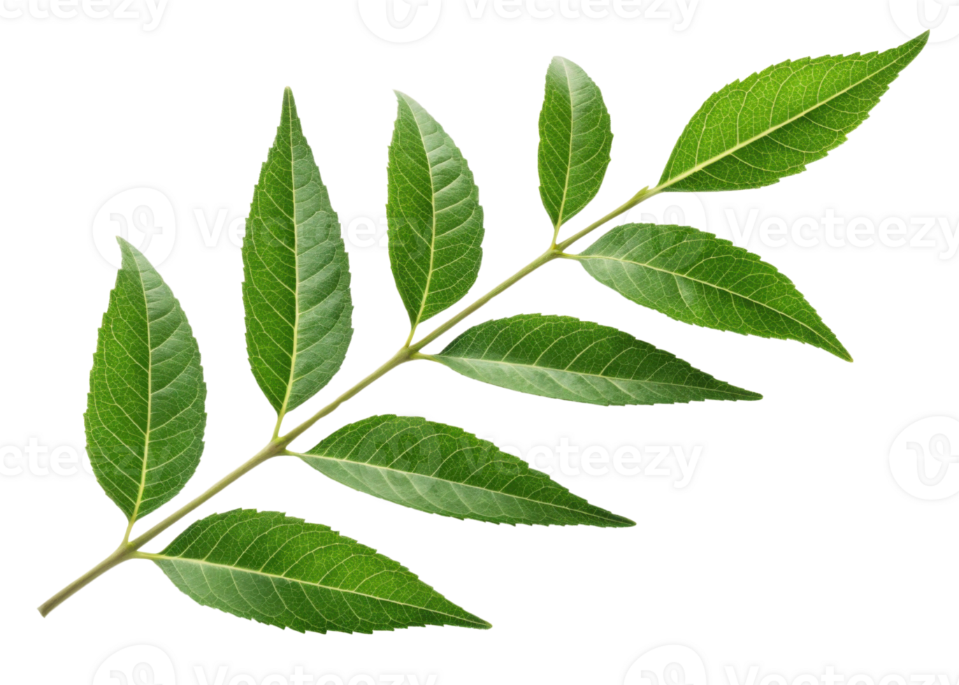 Curry leaf branch with fresh green leaves showing detailed veins and natural texture perfect for culinary and herbal use in cooking dishes png