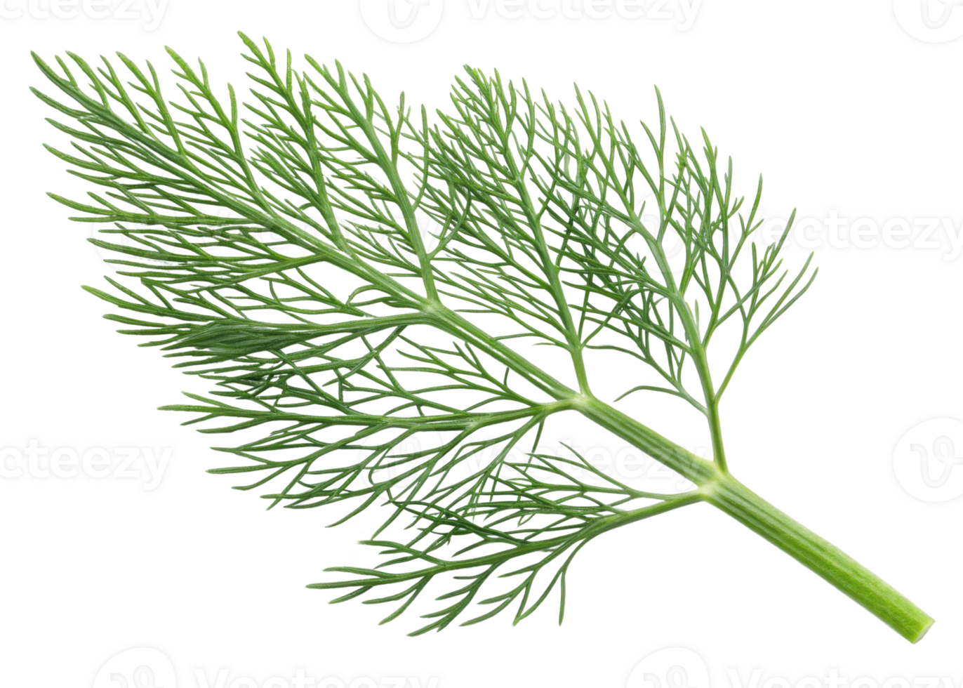 Fresh green dill leaf with delicate feathery texture perfect for culinary use and adding flavor to dishes png