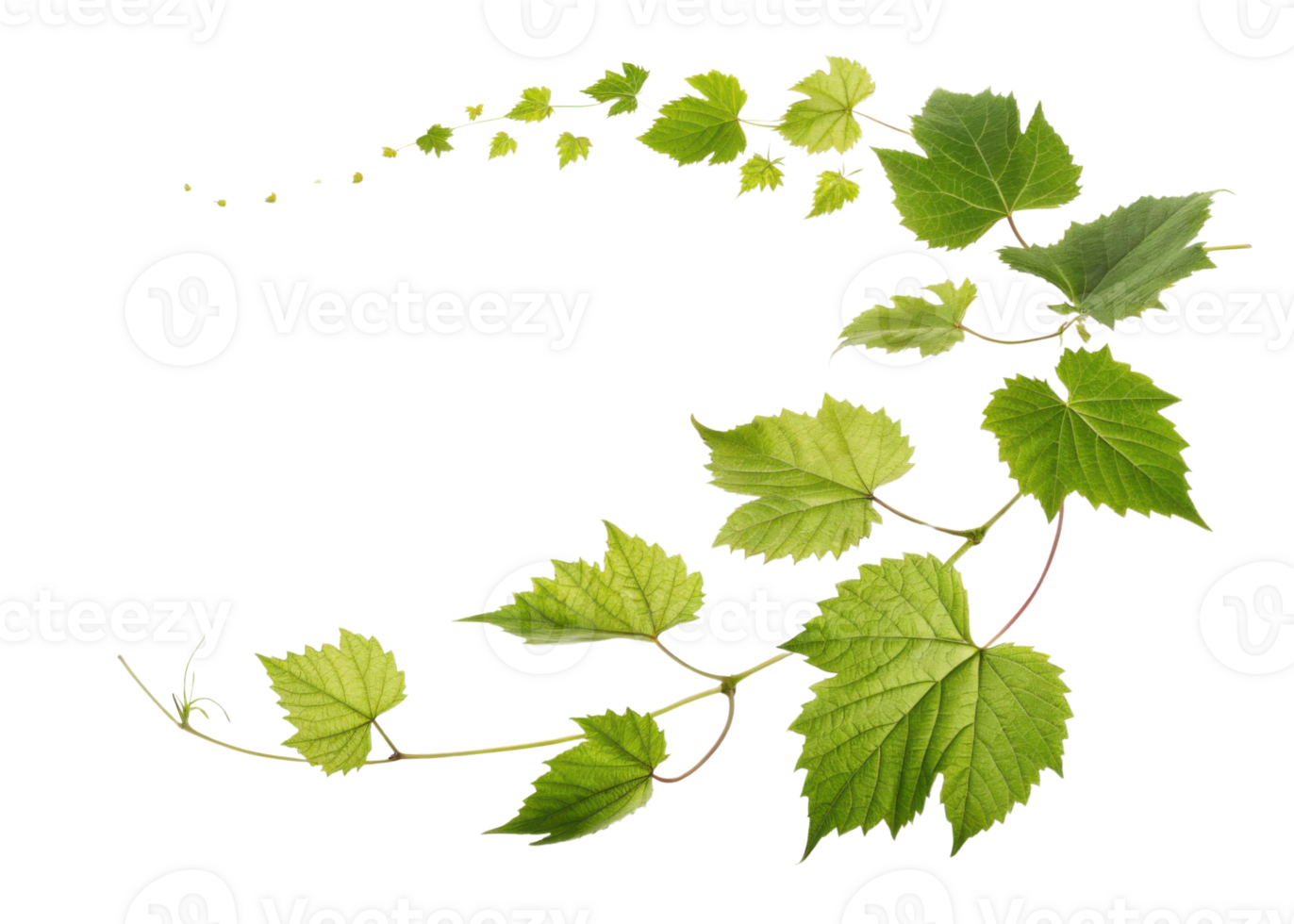 Green grape leaf vine with fresh natural leaves arranged in curved pattern showing vibrant growth and organic beauty in nature png