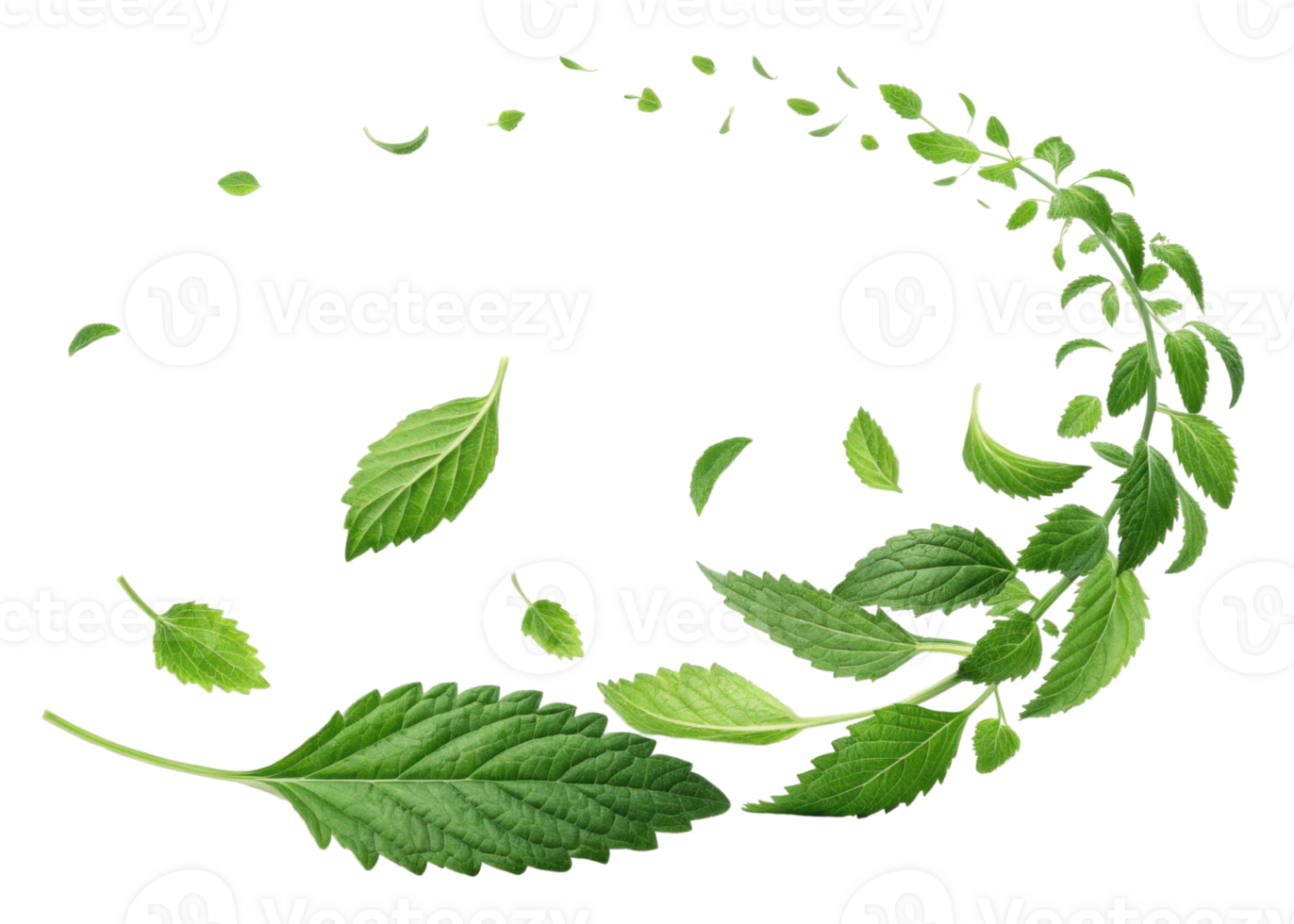 Fresh epazote leaf with green herb leaves swirling in natural pattern creating lively and fresh atmosphere in image png