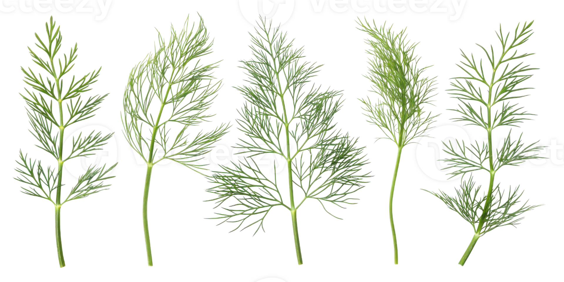 Fresh green dill leaf isolated on transparency background with natural texture and detail in beautiful arrangement for cooking or decoration png