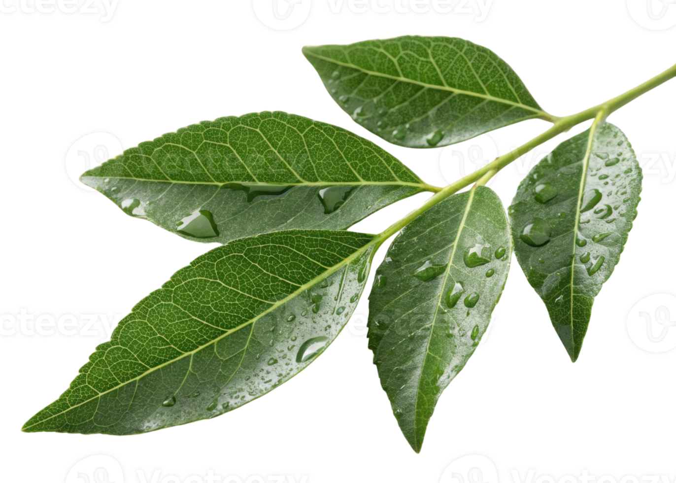 Fresh green curry leaf branch with water droplets on surface showing natural texture and vibrant color in close up view png