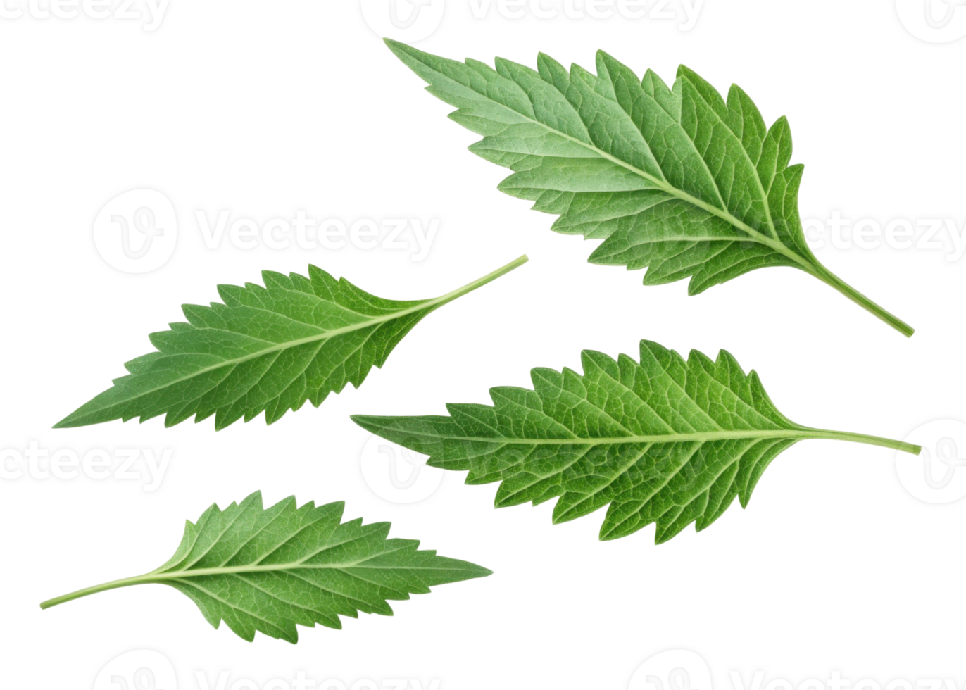 Epazote leaf fresh green herb leaves isolated on transparency background with natural texture and serrated edges for cooking and seasoning png
