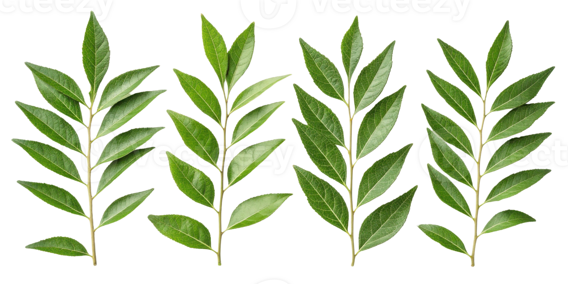 Curry leaf branches with fresh green leaves arranged in row showing natural texture and vibrant color for cooking and decoration png