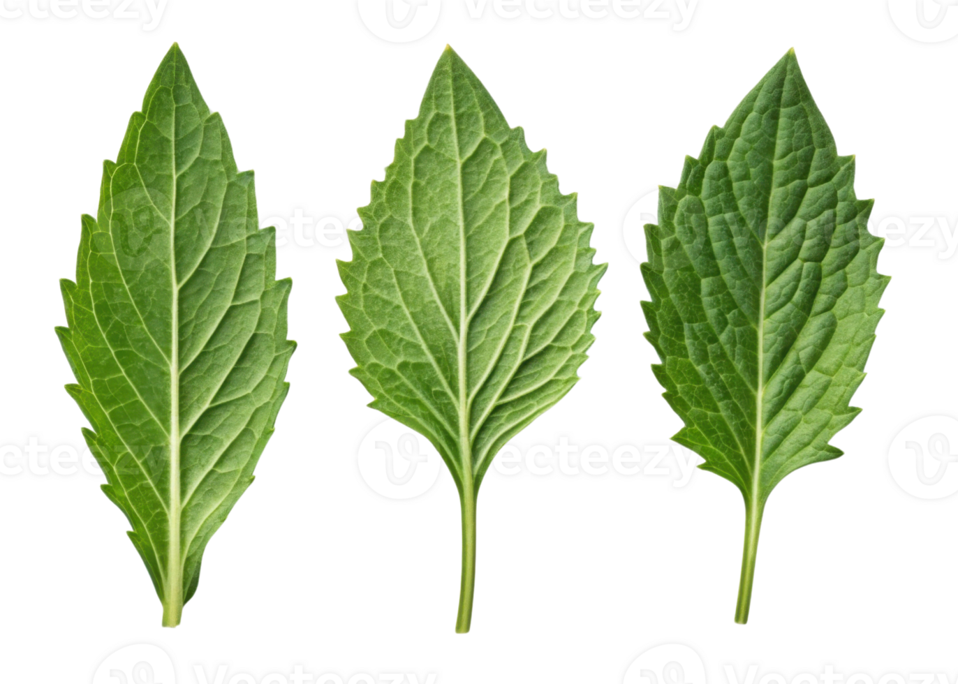Epazote leaf close up with fresh green texture and natural veins isolated on transparency background showing herbal plant detail png