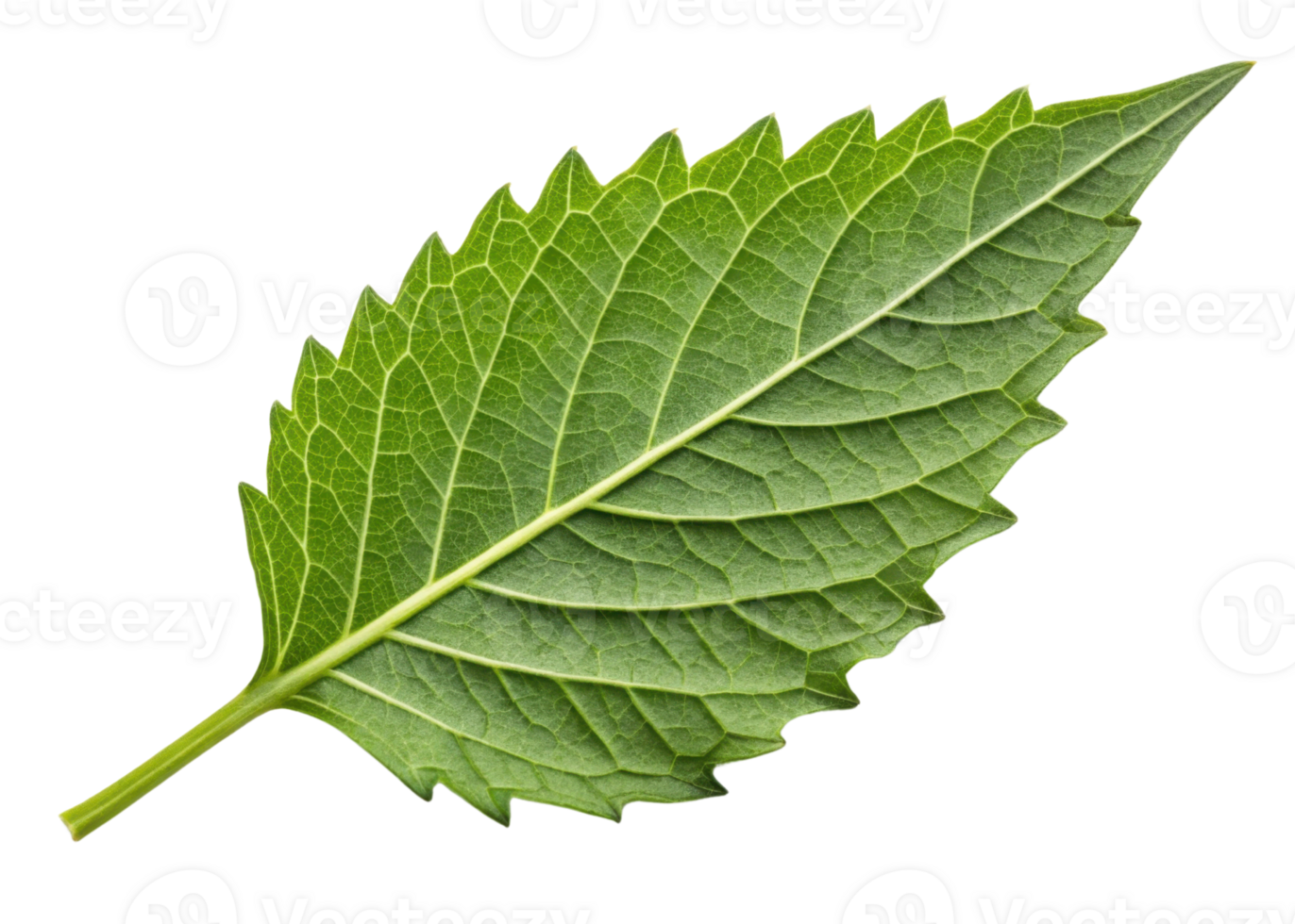 Fresh epazote leaf with serrated edges and visible veins isolated on transparency background showing natural texture and vibrant green color png