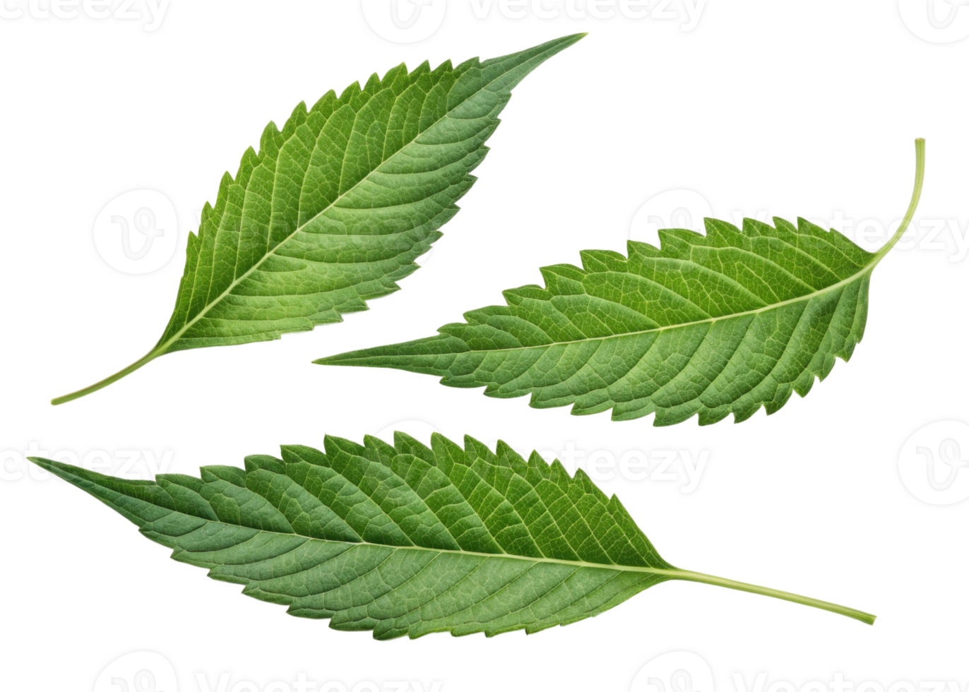 Green epazote leaf with serrated edges and visible veins isolated on transparency background showing natural texture and fresh appearance png