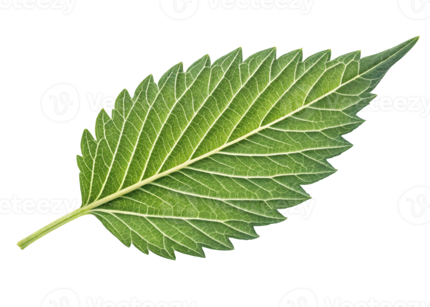 Epazote leaf close up with detailed veins and serrated edges showing fresh green texture and natural beauty in vibrant botanical image png