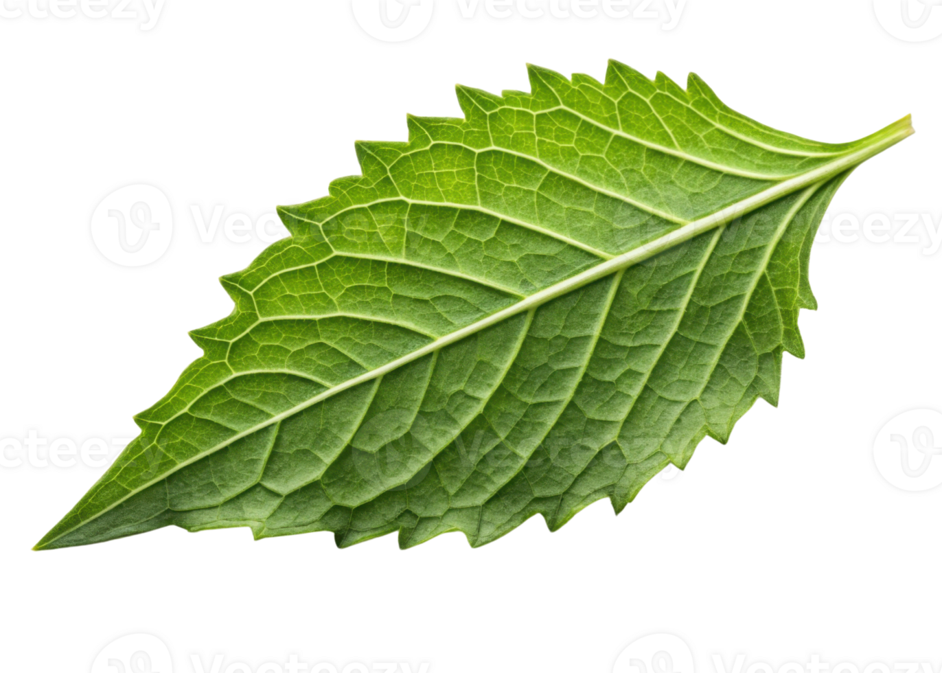 Fresh epazote leaf with detailed veins and serrated edges isolated on transparency background showing natural texture and vibrant green color png