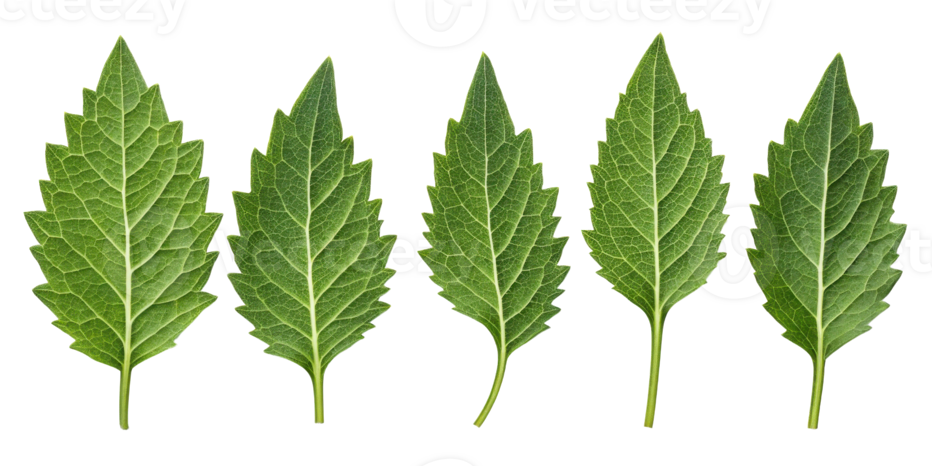 Epazote leaf collection with vibrant green color and detailed texture showing natural veins and serrated edges in fresh and lively display png