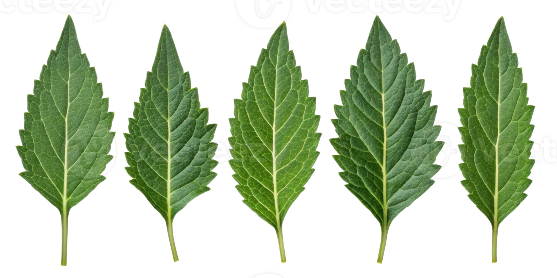 Epazote leaf collection with fresh green texture and serrated edges perfect for culinary and medicinal use in natural health png