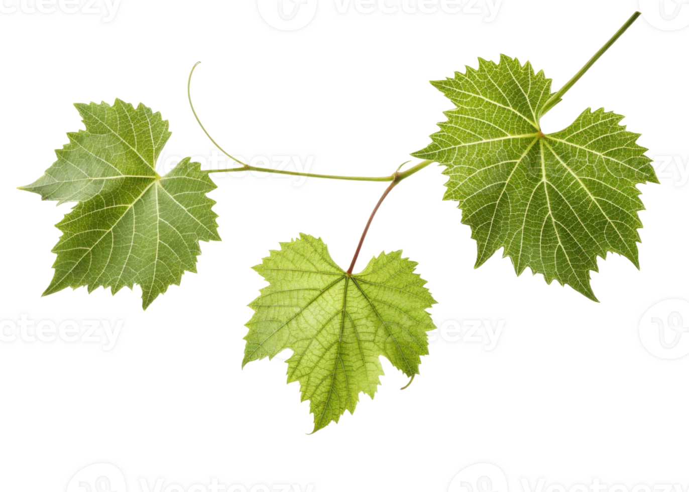Green grape leaf with detailed veins and natural texture on transparent background showing three connected leaves png