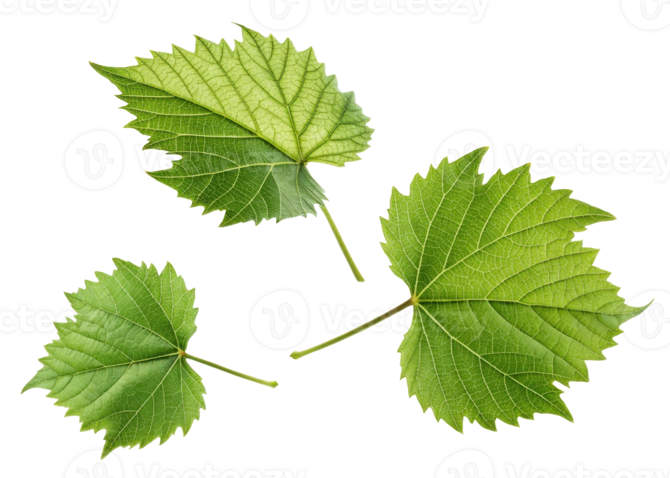 Green grape leaf with detailed veins and texture isolated on transparency background showing natural beauty and freshness of leaf and grape plant png