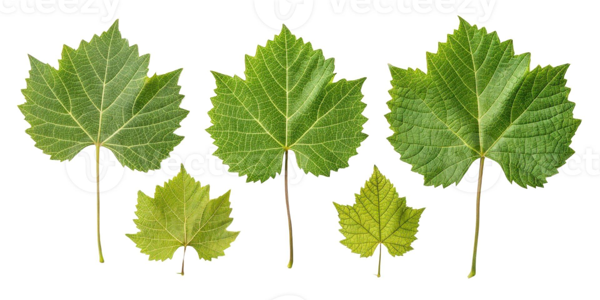Grape leaf collection showing various sizes and textures of green leaves with detailed veins and natural beauty in fresh arrangement png
