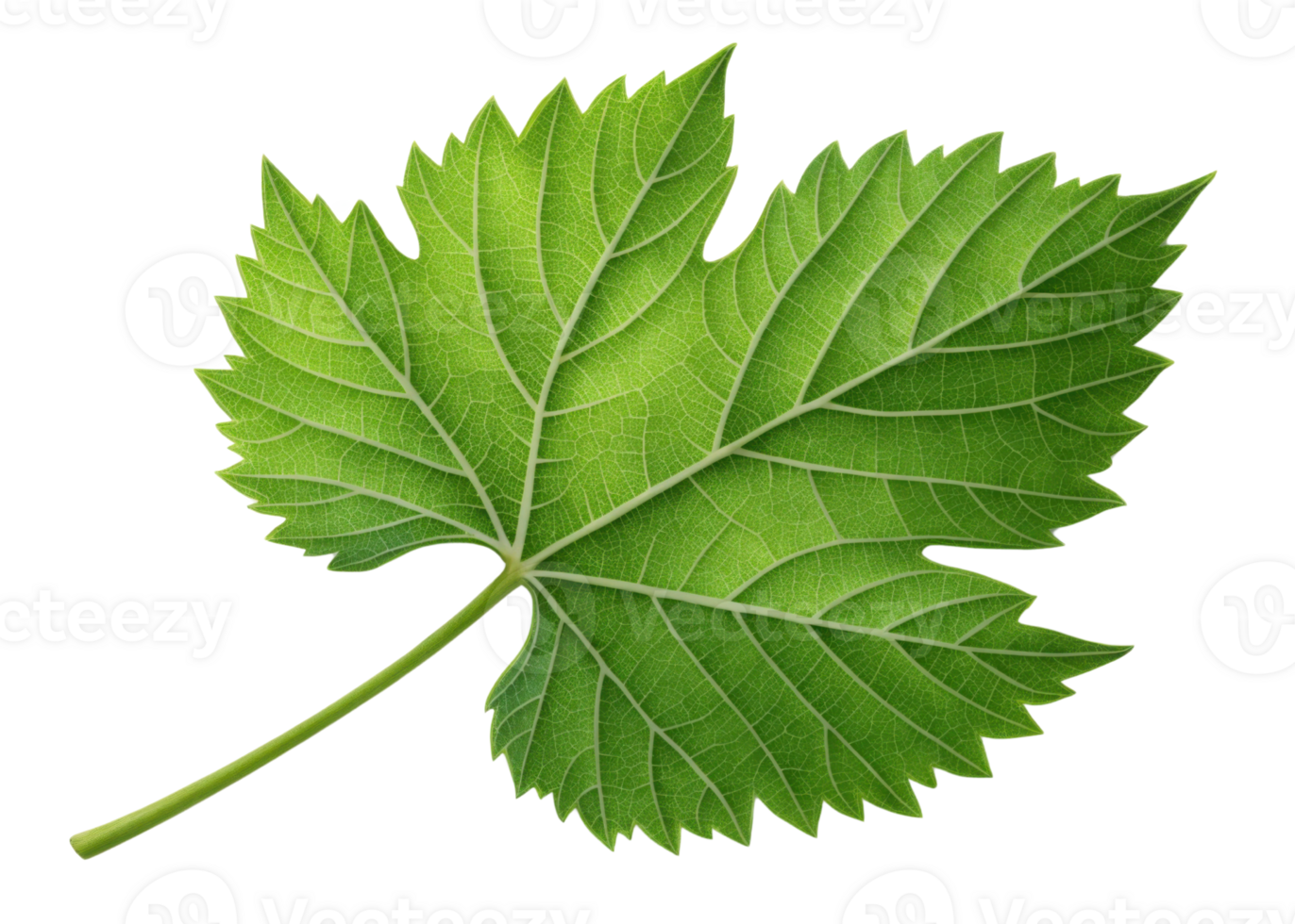 Green grape leaf with detailed veins and serrated edges isolated on transparency background showing natural texture and vibrant color png