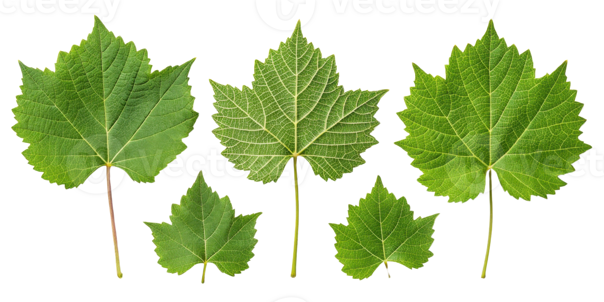 Green grape leaf collection with detailed veins and natural texture isolated on transparency background showing fresh grape leaf shapes png