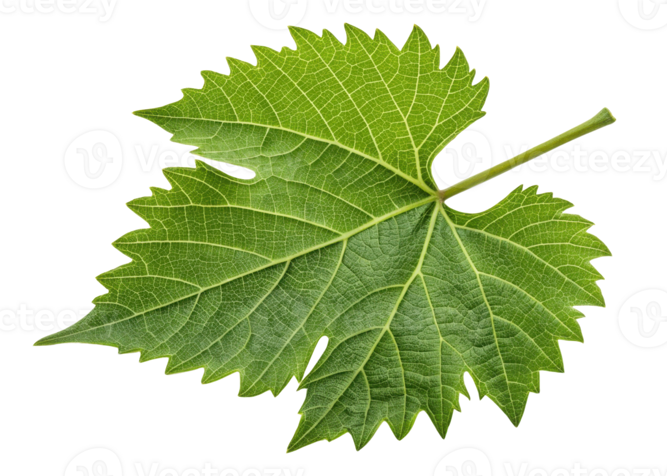 Green grape leaf with detailed veins and serrated edges isolated on transparency background showing natural texture and fresh color png