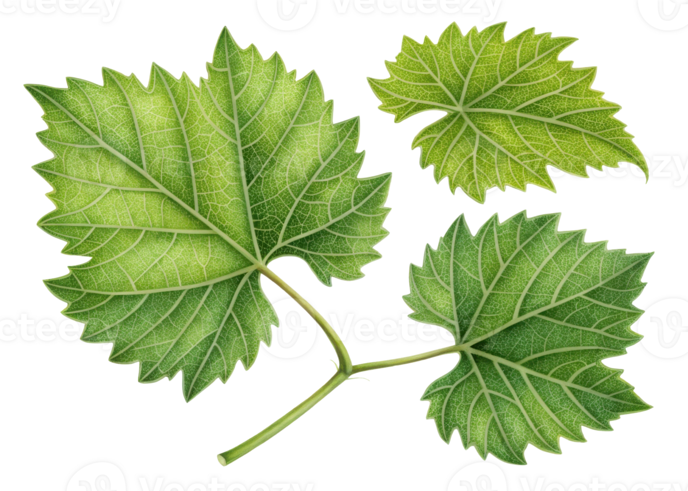 Grape leaf with detailed veins and vibrant green color showing natural texture and fresh appearance in botanical style illustration png
