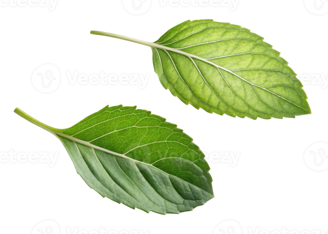 Holy basil leaf fresh green herb natural ingredient for cooking and medicine with detailed texture and veins visible png