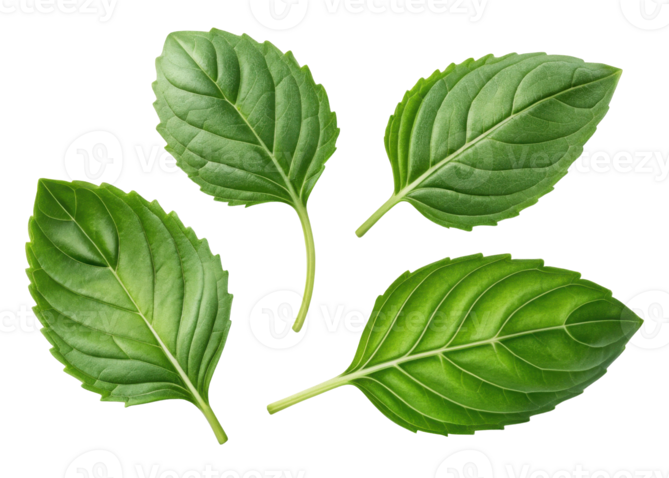 Fresh holy basil leaf collection with vibrant green color and natural texture perfect for cooking and herbal use png
