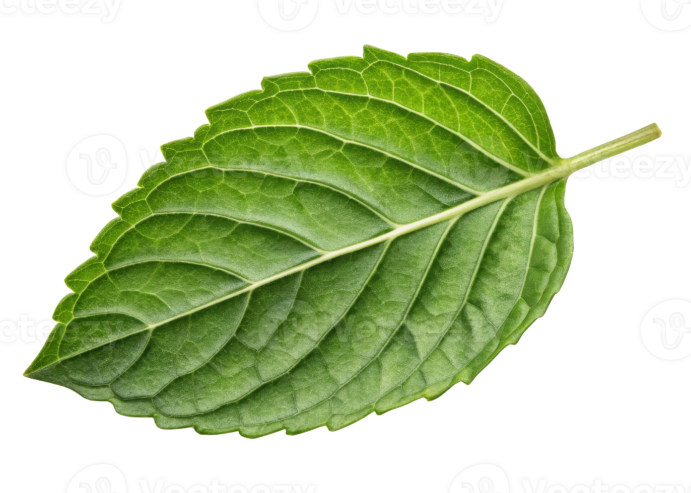 Holy basil leaf with fresh green texture and detailed veins isolated on transparency background for natural herbal concept png
